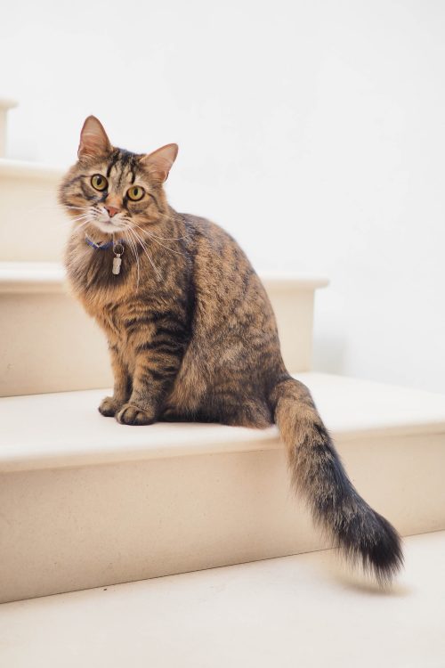 Kat